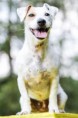 /album/agility/foceni-sbt-fcr-jrt-436-jpg/